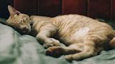 Esto es lo que dice la postura de tu gato al dormir