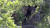 California Confirms First Known Fatal Black Bear Attack