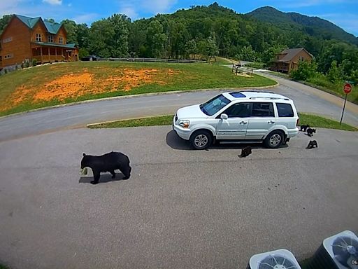 Bear with rare five-cub litter breaks into, steals from SUV in Great Smoky Mountains. Watch the video