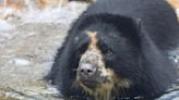 St. Louis Zoo bear has second brief escape from enclosure