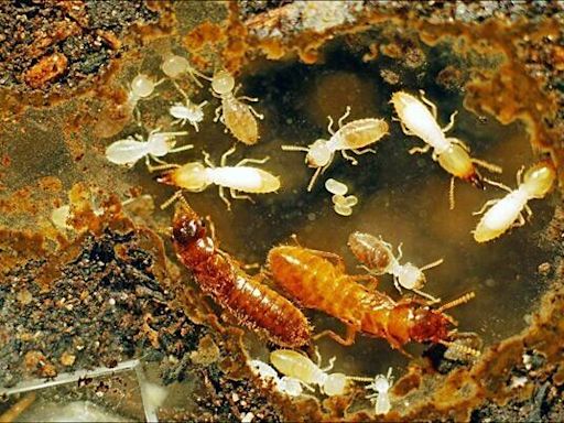 聞香而死！科學家利用天然香氣誘餌 發現消滅白蟻新方法
