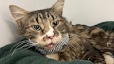 Cat ‘lucky to be alive’ after being shot in the face by shotgun