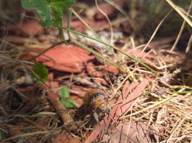 EIU entomologist studying cicadas during massive emergence in Charleston