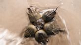 Harvest of horseshoe crabs, needed for blue blood, stopped during spawning season in national refuge