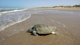 Saving Olive Ridley turtles