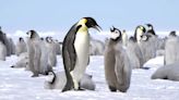 Penguins’ susceptibility to deadly flu strain leads to serious concerns: ‘It is unfortunately not at all surprising’