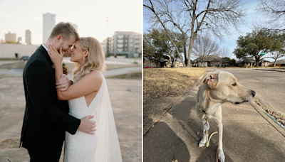 Couple find dog with broken leg days before their wedding—now he's "family"