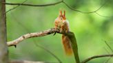 Ancient DNA Reveals People Caught Leprosy From Adorable Woodland Critters In Medieval England