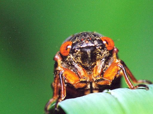 2024 cicada map: Latest emergence info and where to spot Brood XIX and XIII around the US