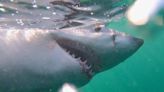 Watch: A sharks-eye view of a great white’s day cruising Hilton Head Island waters