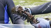 Watch skin-breathing hellbenders — largest salamanders in the US — return to the wild