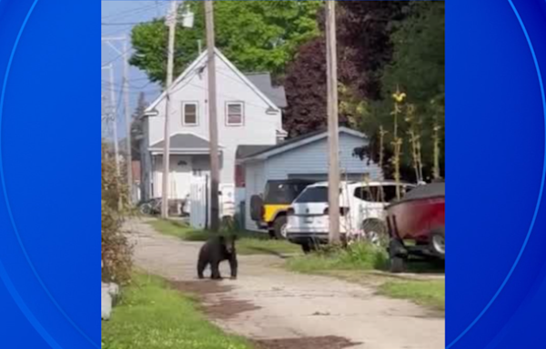 Video shows black bear strolling through Michigan beach town