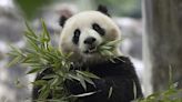 National Zoo announces arrival of pandas | Arkansas Democrat Gazette
