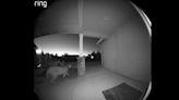 Cougar caught on camera at 137th and Padden Parkway in Orchards