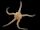 Brittle star