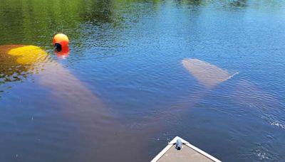 Small plane crash-lands in Androscoggin River in Topsham