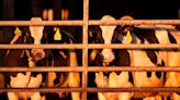 US pledges money and other aid to help track and contain bird flu on dairy farms