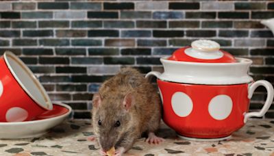 Rats, roommates, and the battle for apartment dominance