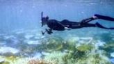 Marine biologist Anne Hoggett snorkels to inspect and record bleached and dead coral around Lizard Island on the Great Barrier Reef