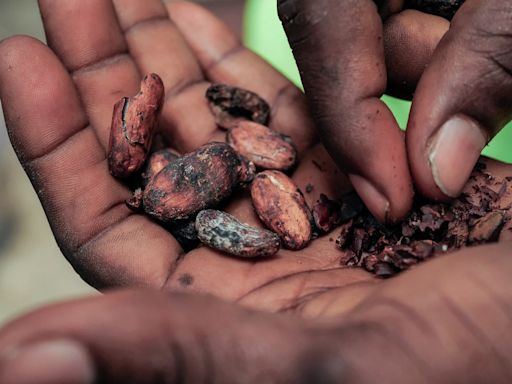 Ghana cocoa output is half of average with harvest almost complete