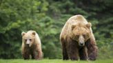 Grizzlies are returning to Washington's North Cascades. How will that work?