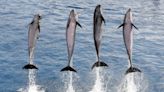 España, el país de Europa con más delfines en cautividad