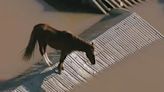 Inundaciones en Brasil: el emotivo rescate de un caballo atrapado en un techo de una vivienda tapada por agua