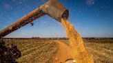 Estimativa para safra de milho em Mato Grosso aumenta para 47,3 milhões de toneladas