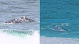 Banhistas avistam baleia em praia de Itaipuaçu, em Maricá: 'Ficamos apreensivos de estar tão perto'