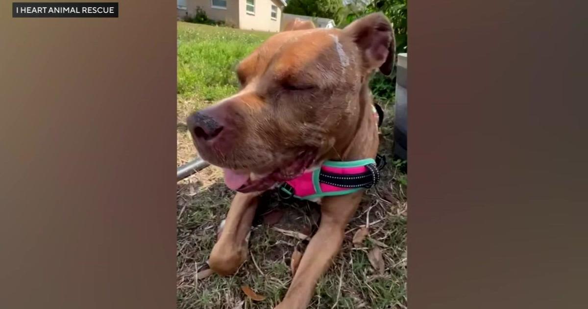 Local animal rescue gives new life to emaciated dog found with gunshot wound