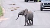 Wildlife Photographers Capture Stumbling Baby Elephant Adorably Attempting to Charge — Watch!