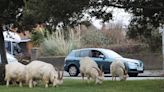 Herd of dangerous goats to be rounded up following spate of road deaths