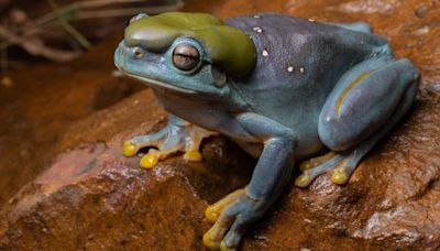 Rare genetic mutation turns green frog blue