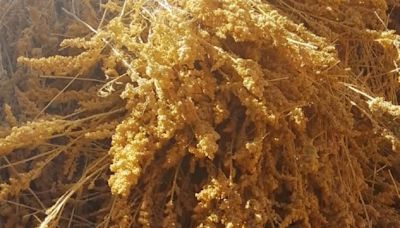 La quinoa de Varvarco: una tradición familiar que se cosecha en otoño - Diario Río Negro