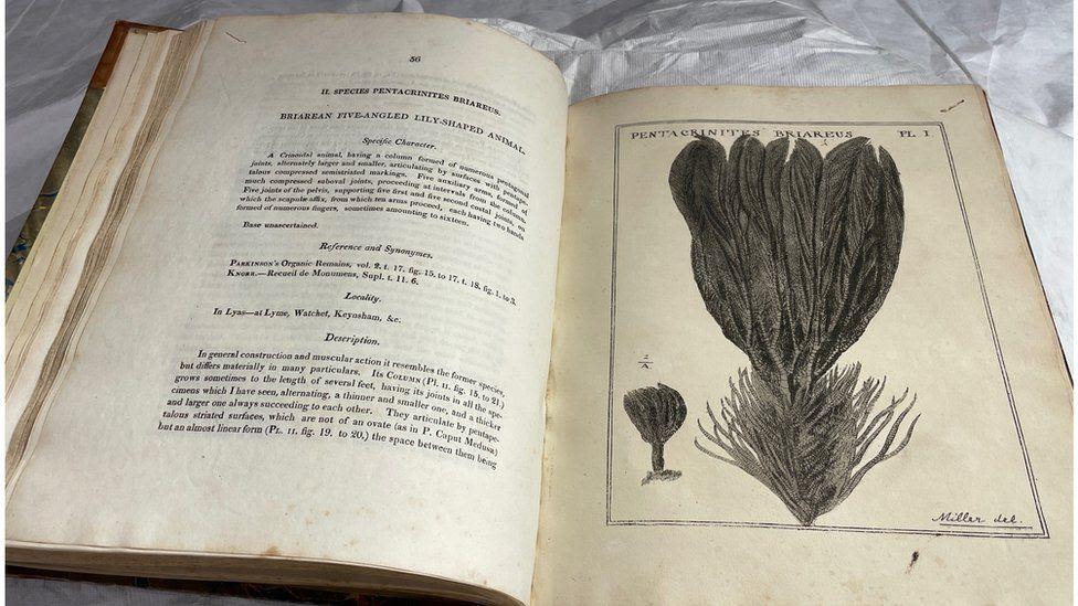 Lost Mary Anning book back in UK after chance find