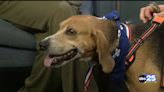 Pet of the Week: Norman! - ABC Columbia