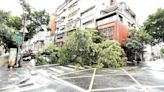 BMW女乘客險遭壓！強颱凱米今晨觸陸 北市大同2起路樹倒塌