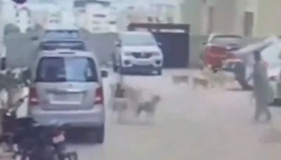Shocking Video: Woman Attacked By 15 Dogs Recalls Harrowing Encounter - News18