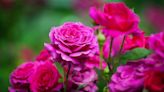 5 common rose pests – expert tips for how to spot and deal with the problems