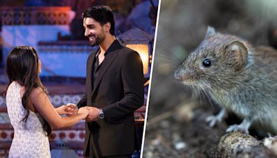 Eagle-eye fans spot multiple rats in 'Bachelorette' premiere. Yes, really