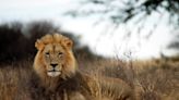 ‘Marauding’ lions wipe out livestock in Zimbabwe’s Hwange region