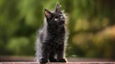 Gorgeous 'Black Smoke' Maine Coon Kitten With Extra Toes Has People Enchanted