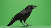 Apparently seeing green apples is proof that all ravens are black
