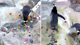 Video of Detroit Zoo Penguins 'Gifting' Their Mates with Pebbles Is the Best