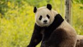 Giant pandas to return to National Zoo in DC