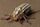 Ten-lined June beetle