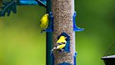 How to Attract Goldfinches for Backyard Birdwatching