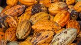 Cocoa's price may have finally tempered, says financial firm Rabobank