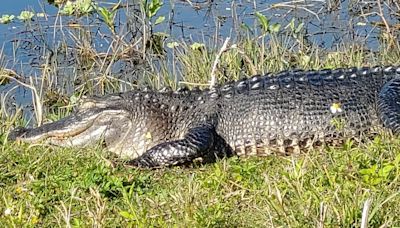 Hook, line and sinker: Alligator snatches fish from line of fly-fishing teen