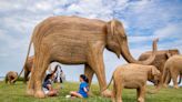Large crowds welcome Great Elephant Migration statues during Newport stop